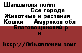 Шиншиллы пойнт ns1133,ny1133. - Все города Животные и растения » Кошки   . Амурская обл.,Благовещенский р-н